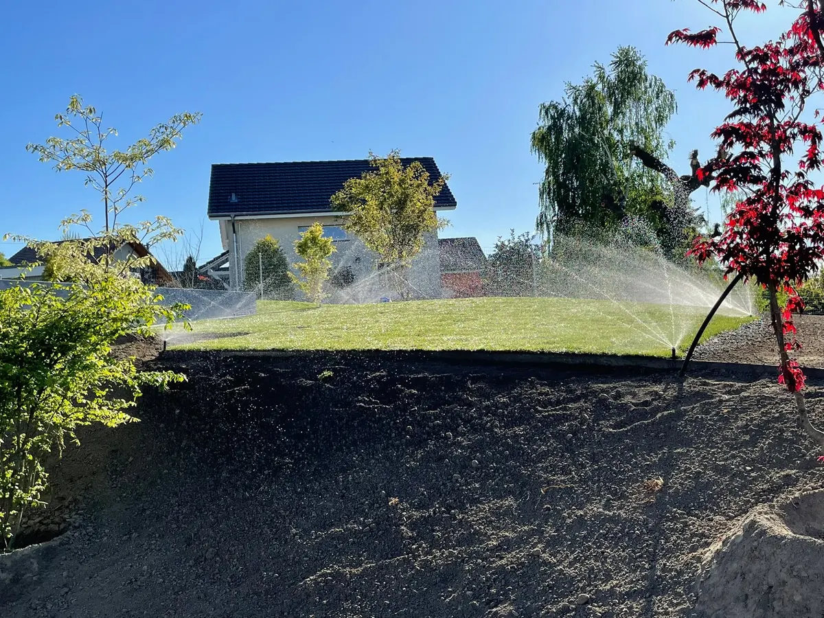 Pelouse fraîchement posée arrosée par plusieurs arroseurs escamotables devant une villa, érable rouge au premier plan