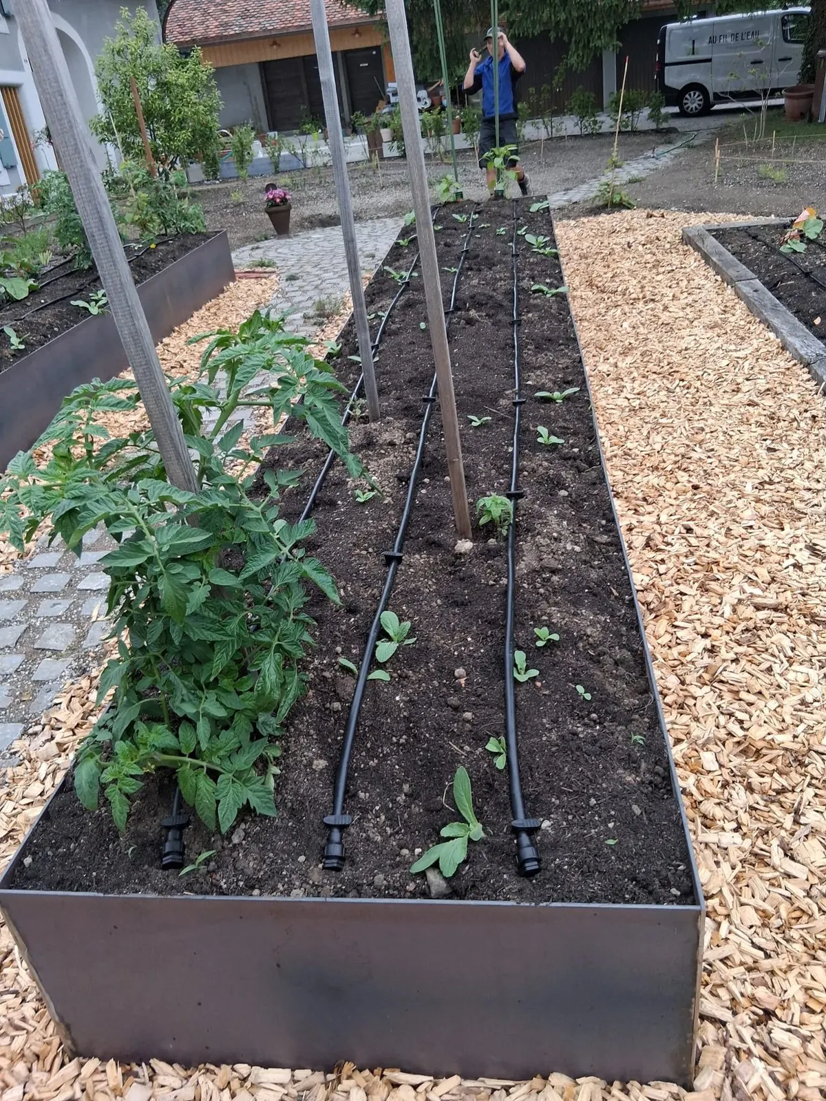 Bac potager en acier corten avec tomates et lignes de goutte-à-goutte
