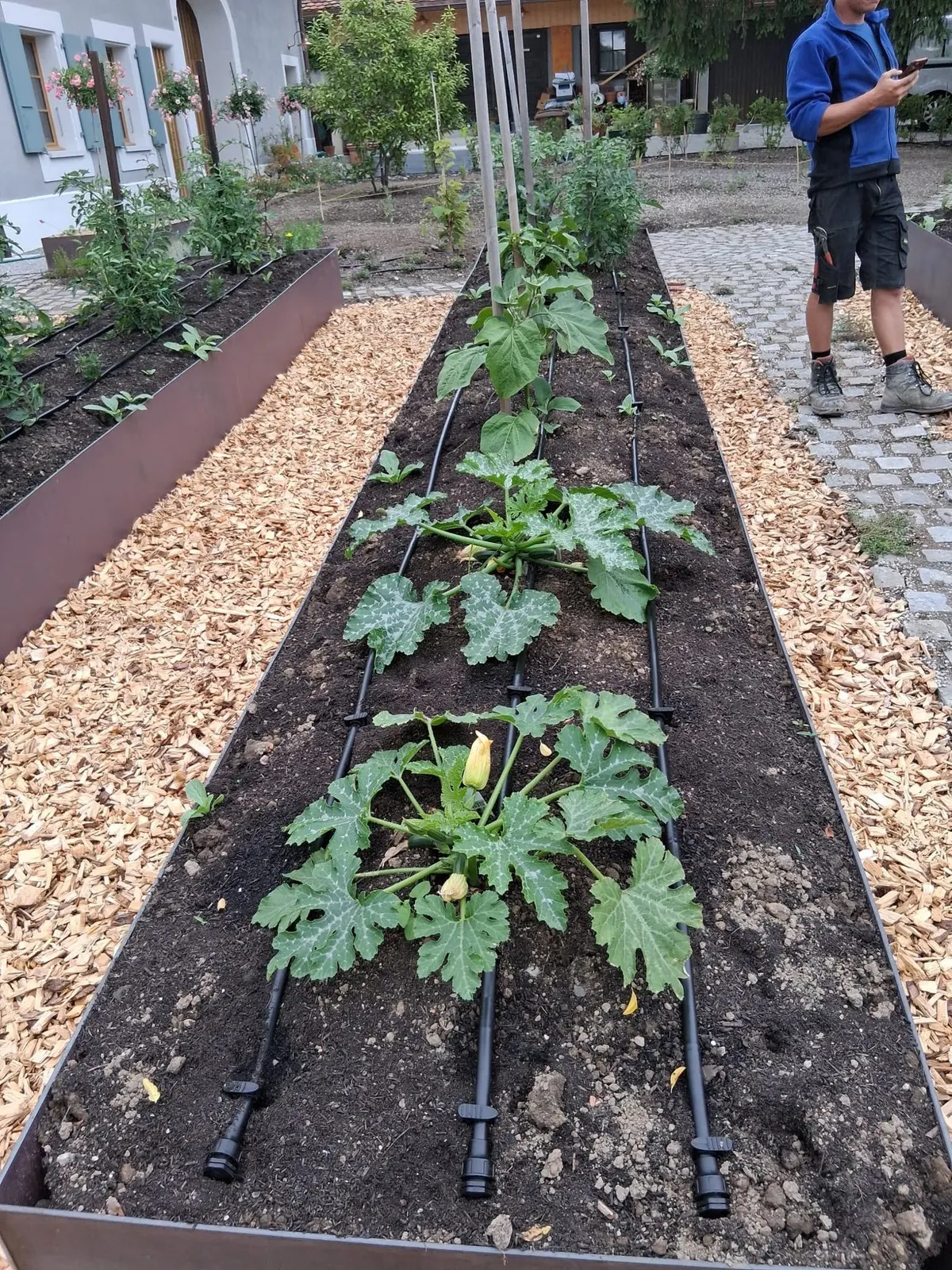 Bac potager planté de courgettes irrigué par goutte-à-goutte, jardin partagé