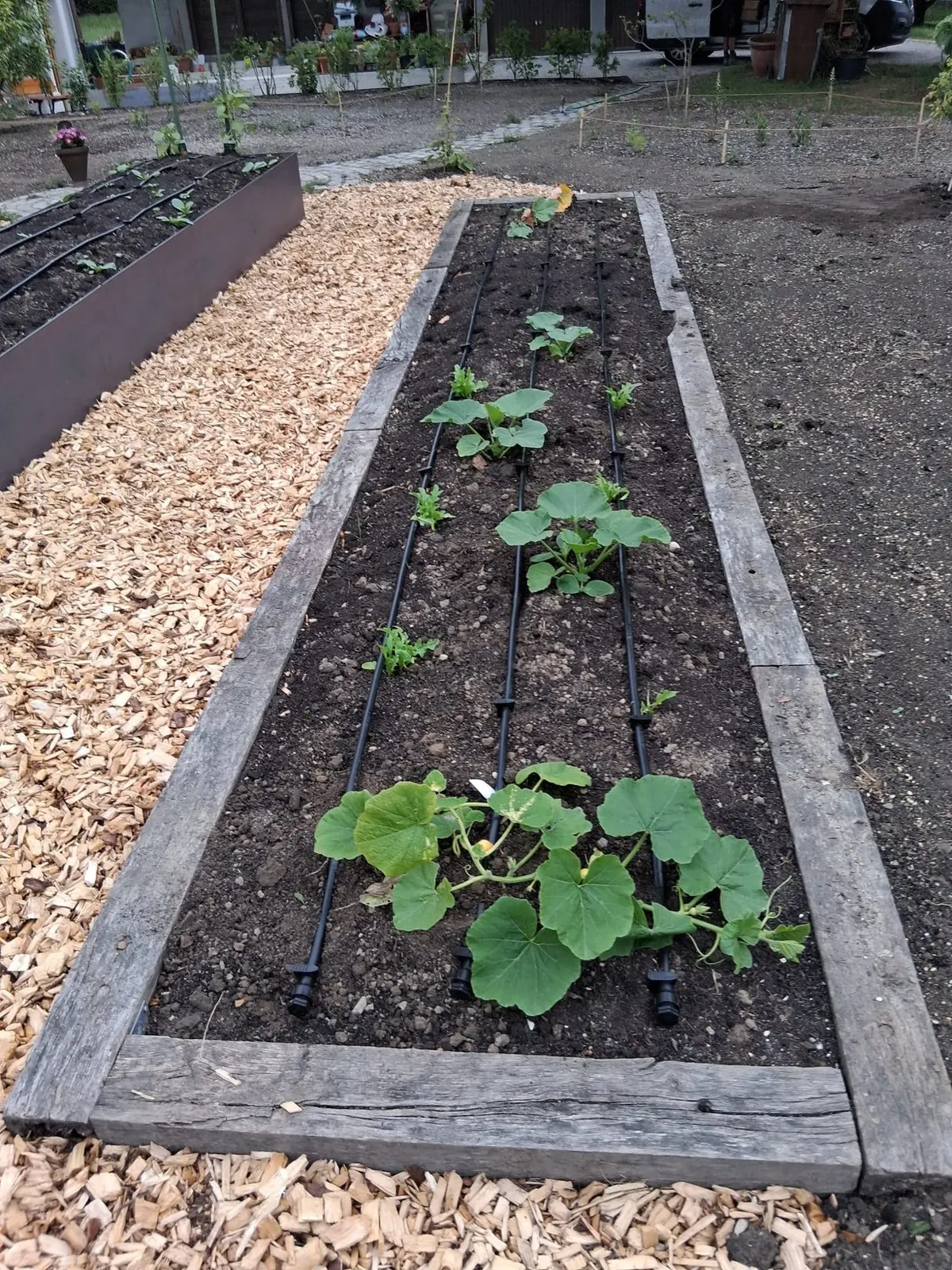 Bac potager d’un jardin partagé avec goutte-à-goutte, bordure en bois et paillage